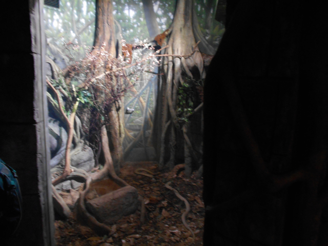 New in 2014 king cobra exhibit