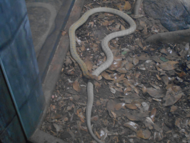 New in 2014 king cobra exhibit