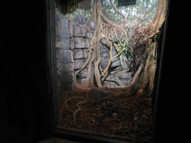 New in 2014 king cobra exhibit