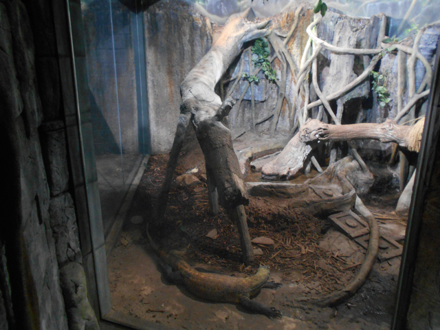 New in 2014 Komodo dragon exhibit