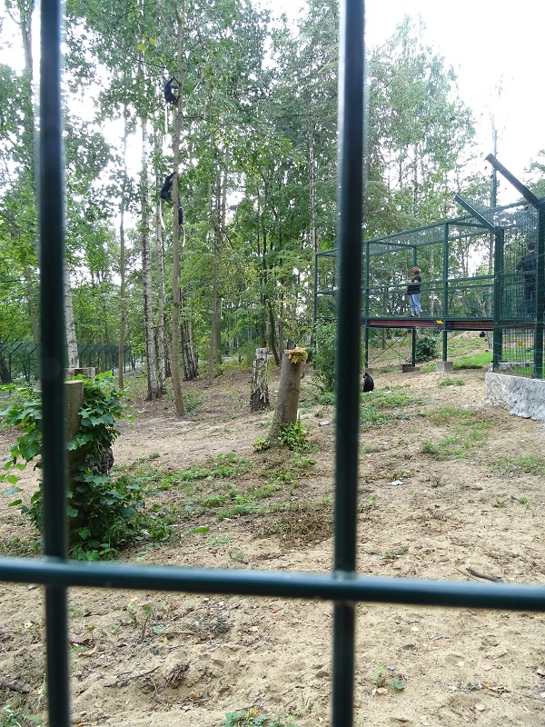 NEW in 2018: King colobus and Nubian ibex enclosures