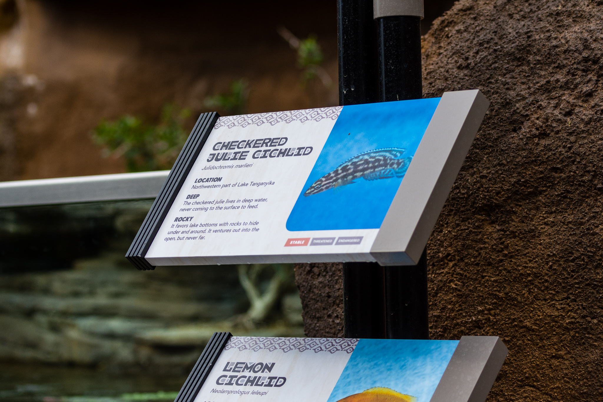 New in Africa Rocks Aviary