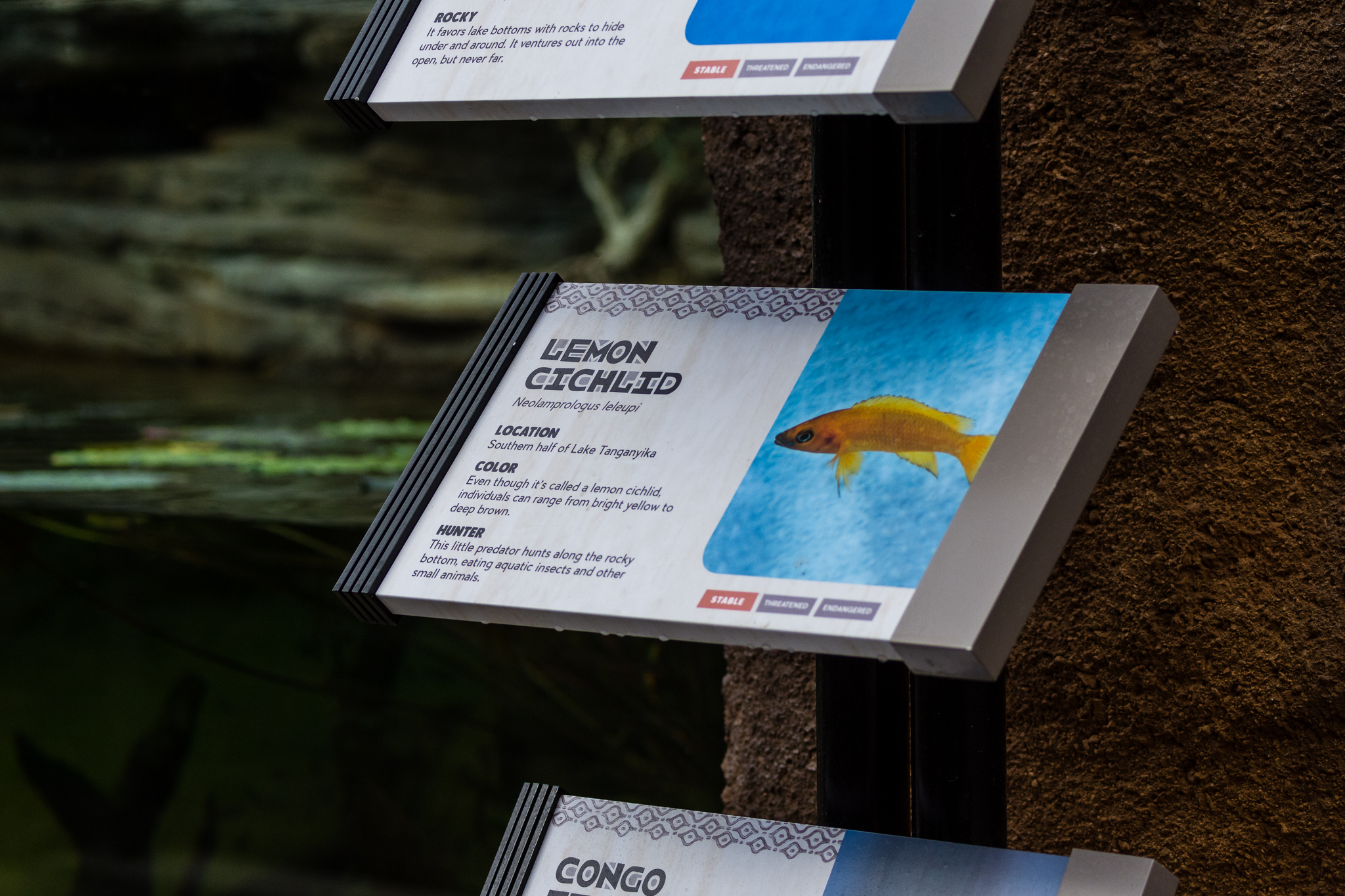 New in Africa Rocks Aviary