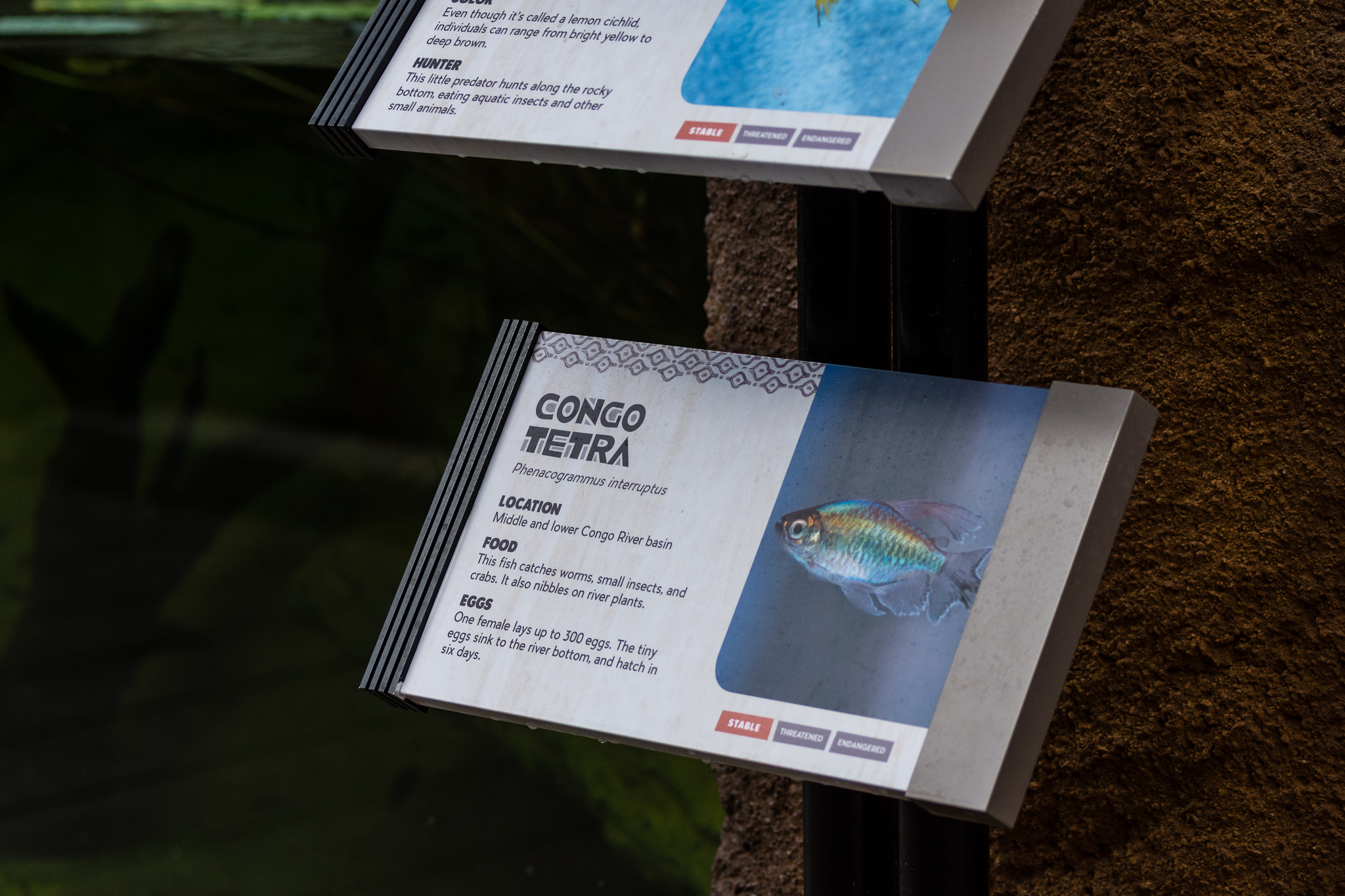 New in Africa Rocks Aviary