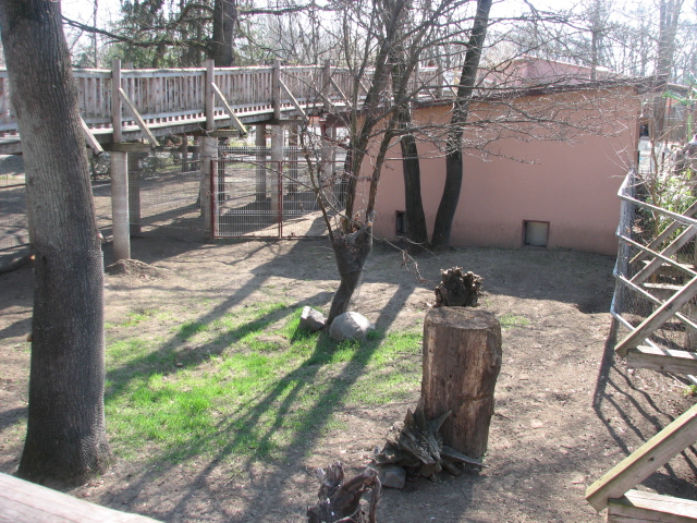 New Indian crested porcupine exhibit