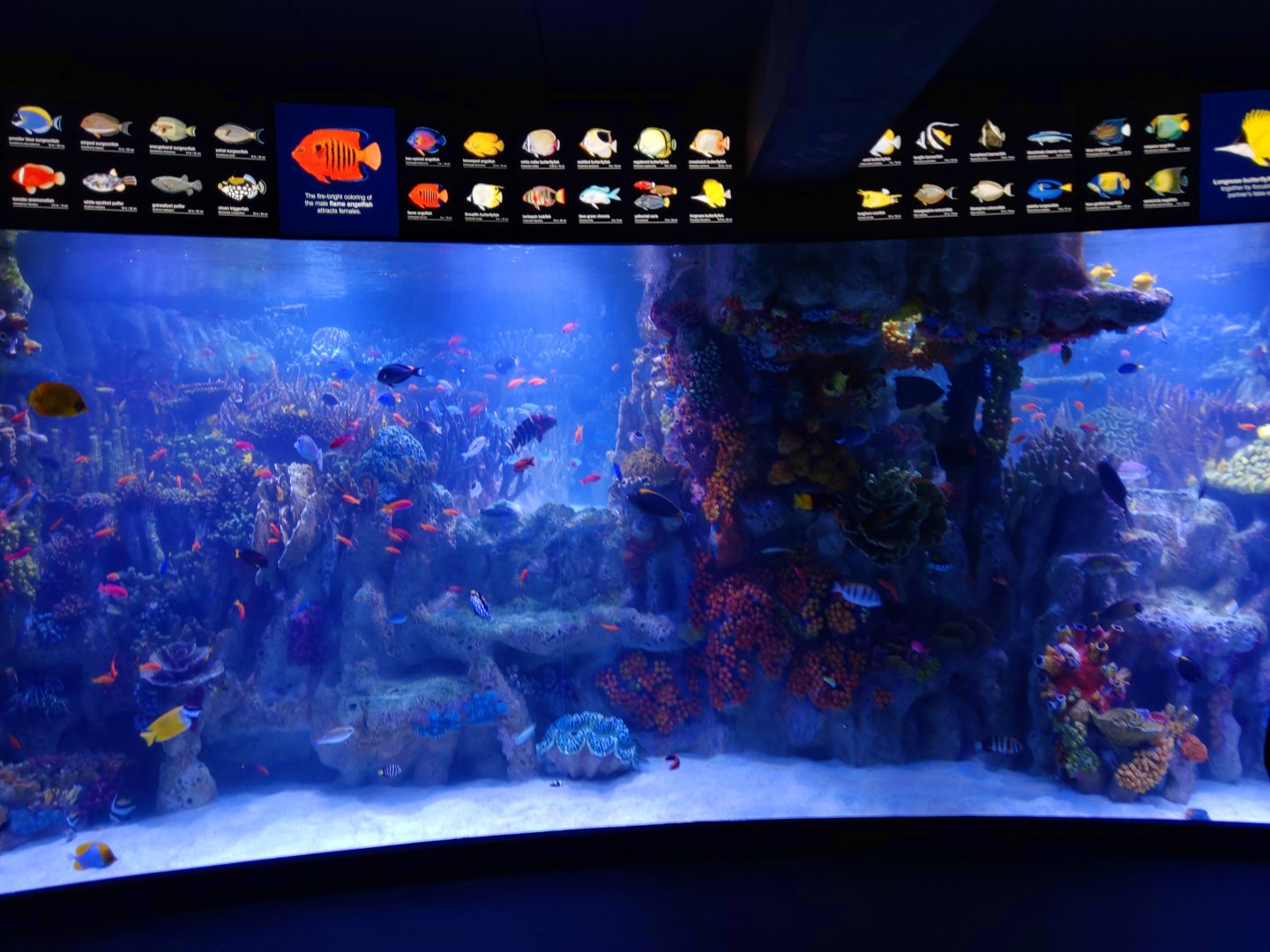 New Indo-Pacific Coral Reef Exhibit