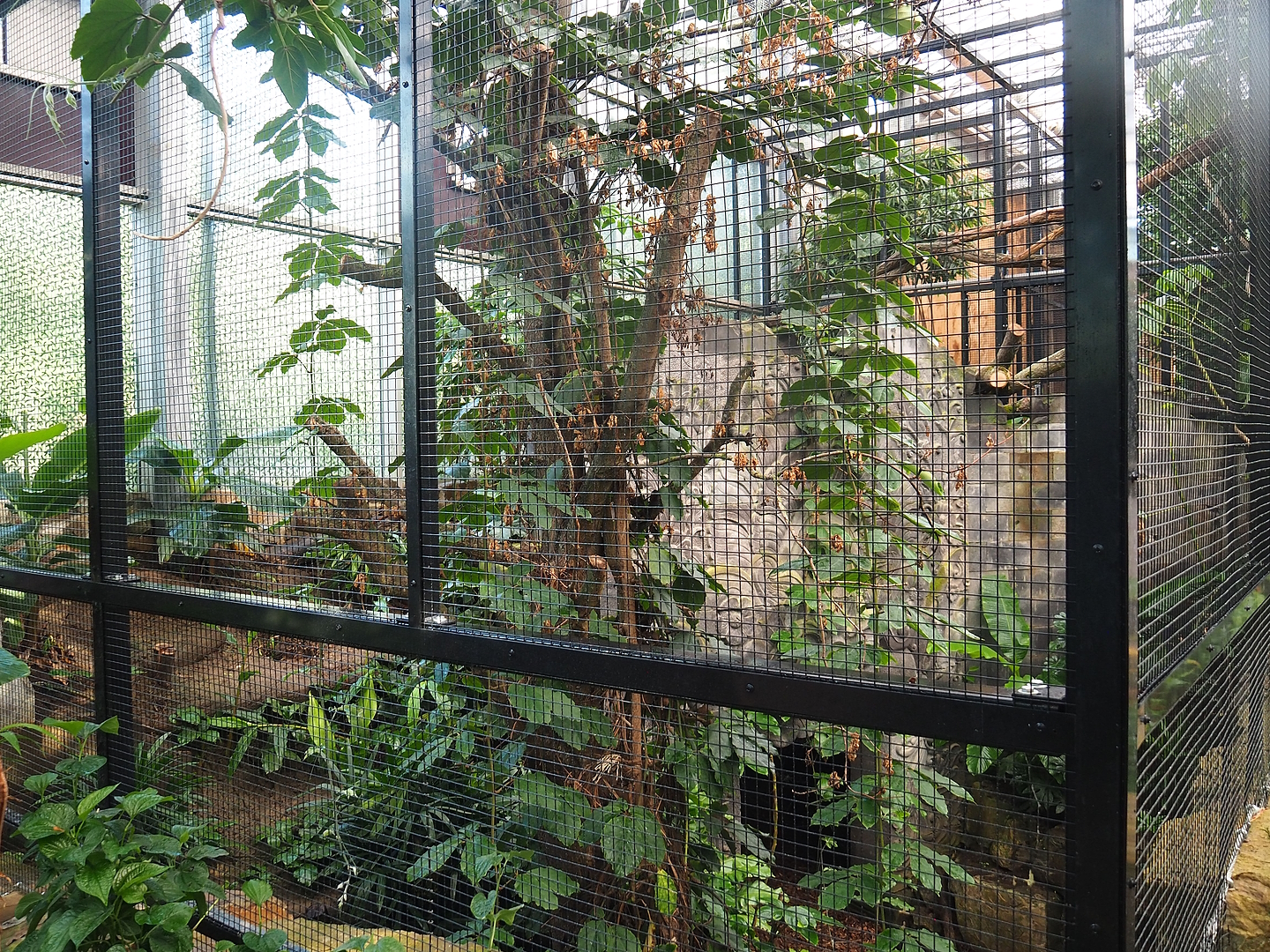 New indoor aviary for Wrinkled hornbill, Sclater's crowned pigeon and Greater hill myna, 2022-09-12
