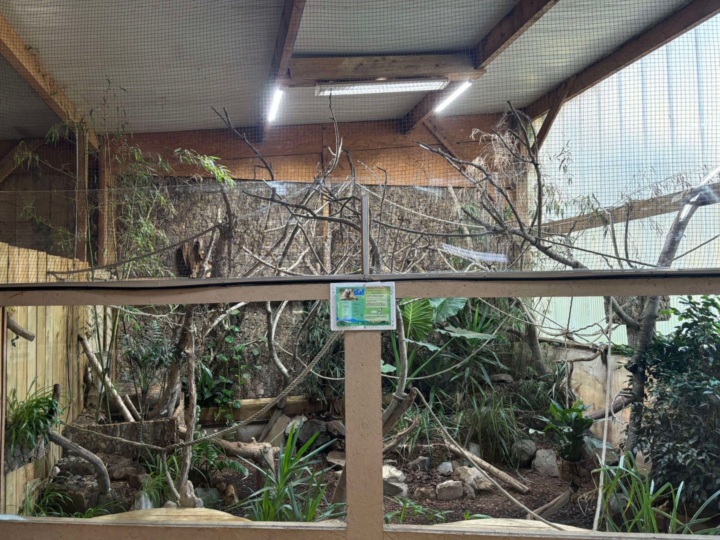New indoor Cotton-top Tamarin exhibit