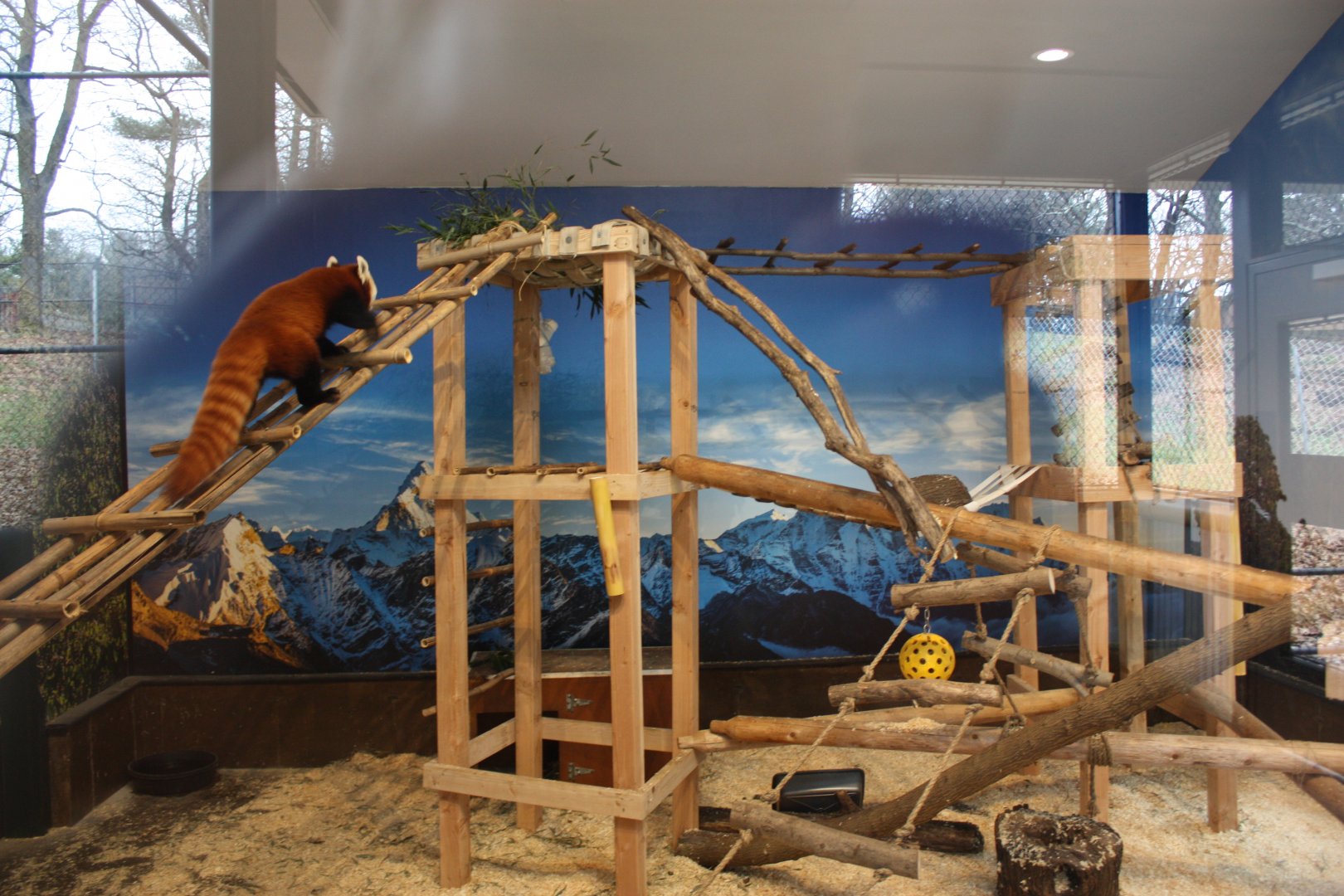 New Indoor Red Panda Exhibit