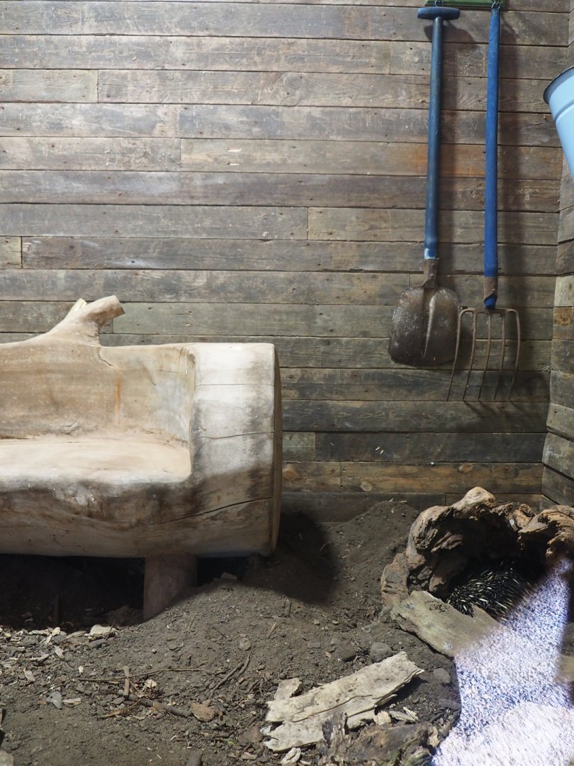 New indoor Short-beaked echidna exhibit, 2022-04-12