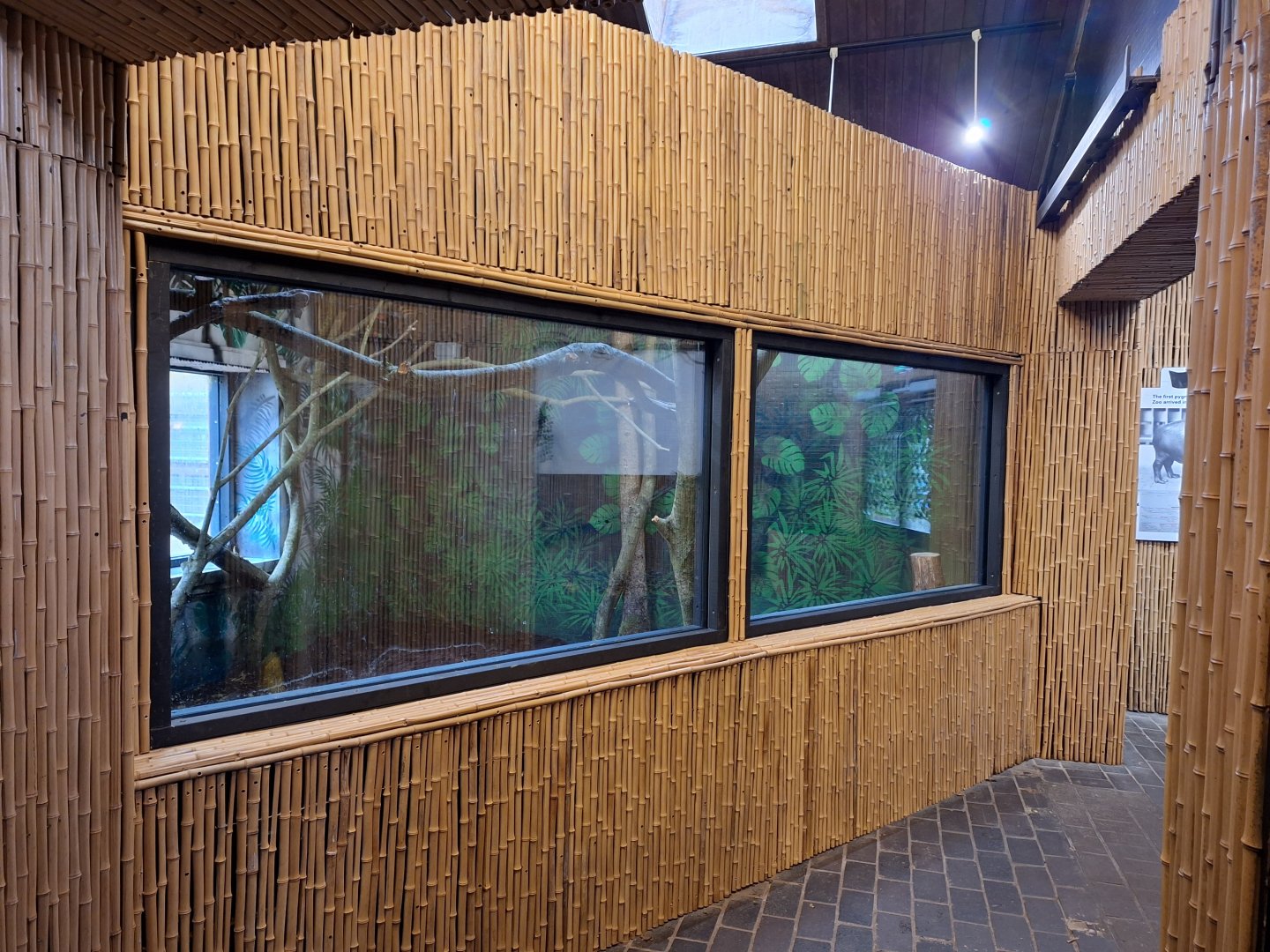 New indoor space in Pygmy Hippo House- 9th November 2023