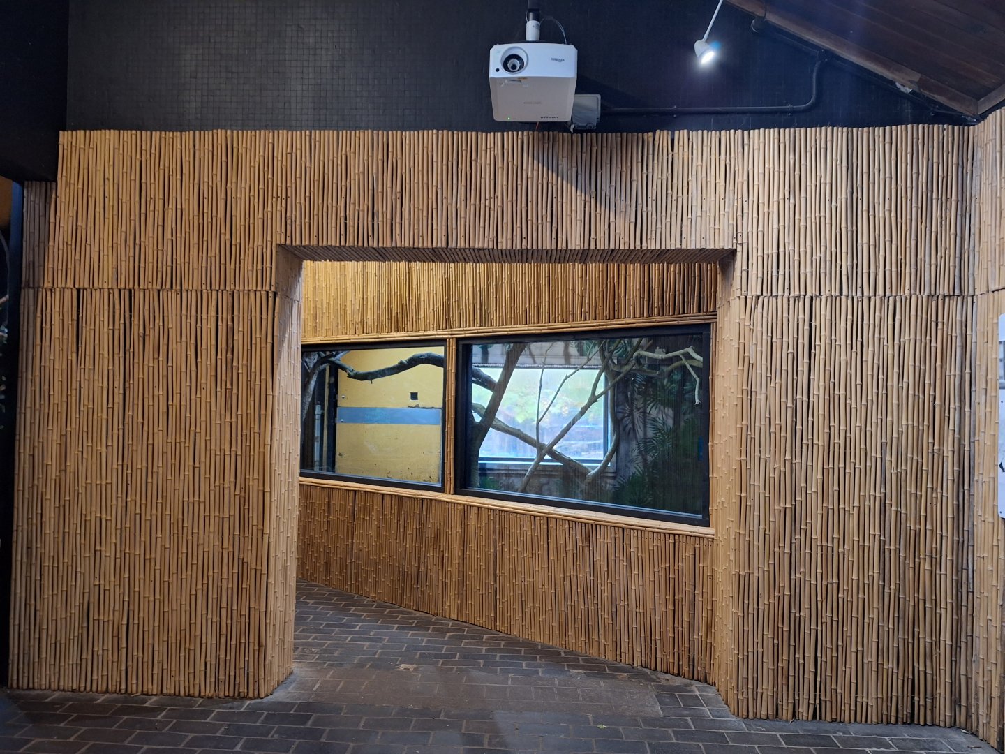 New indoor space in Pygmy Hippo house- 9th November 2023