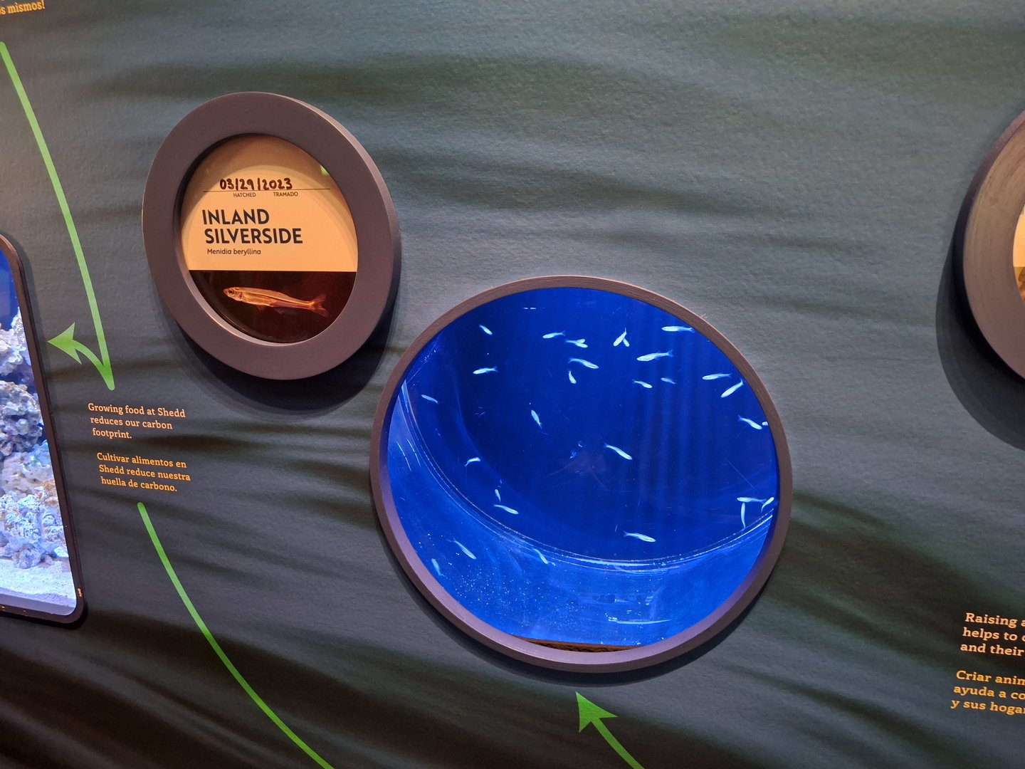 New Inland Silverside exhibit