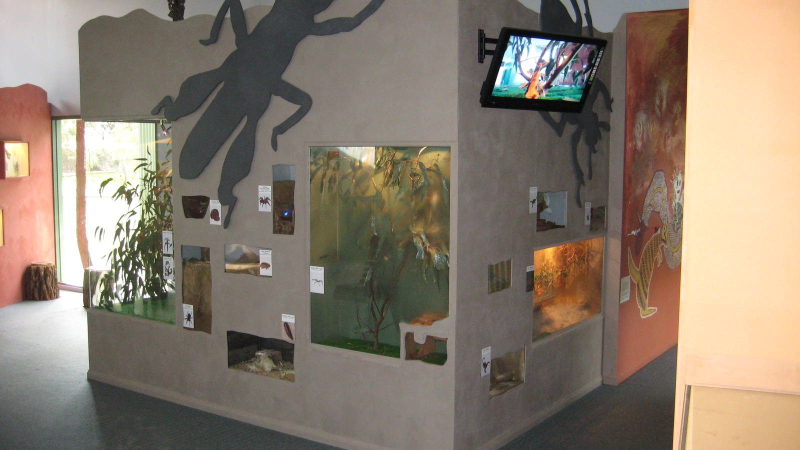 New Insect Display