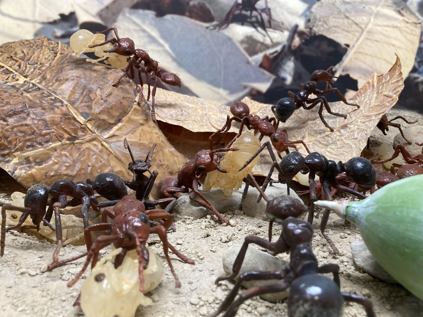 New Insectarium- Ant Diorama