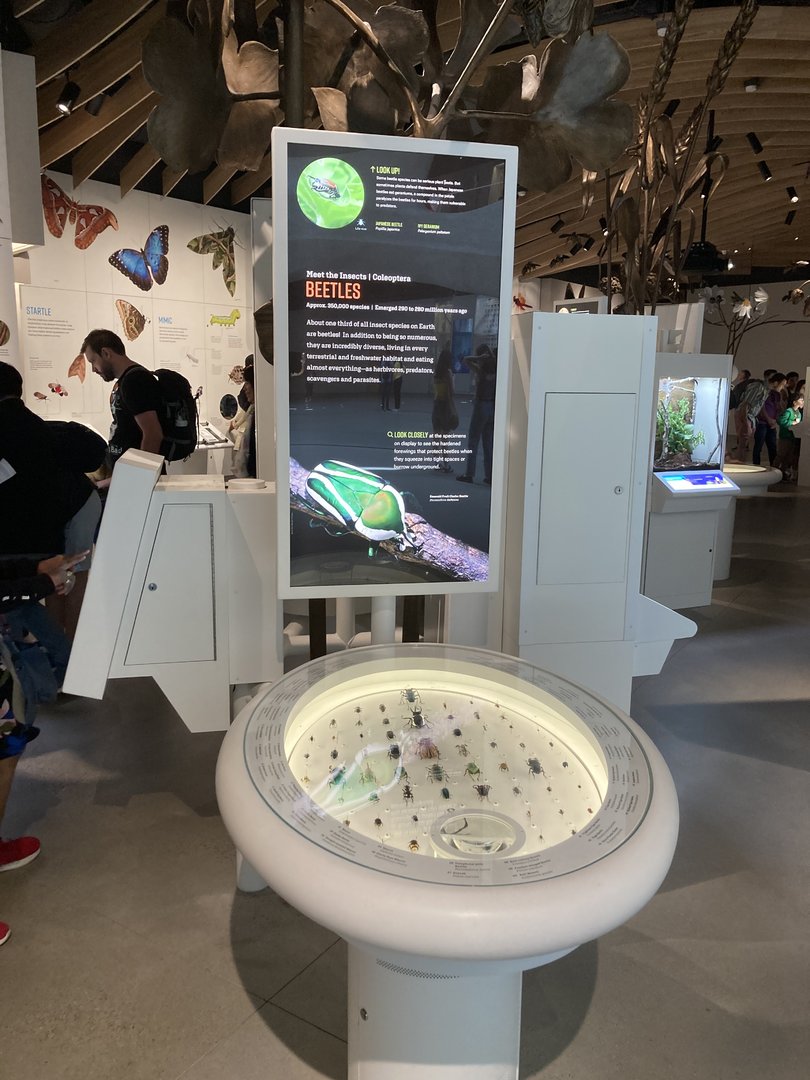 New Insectarium- Beetle Examples