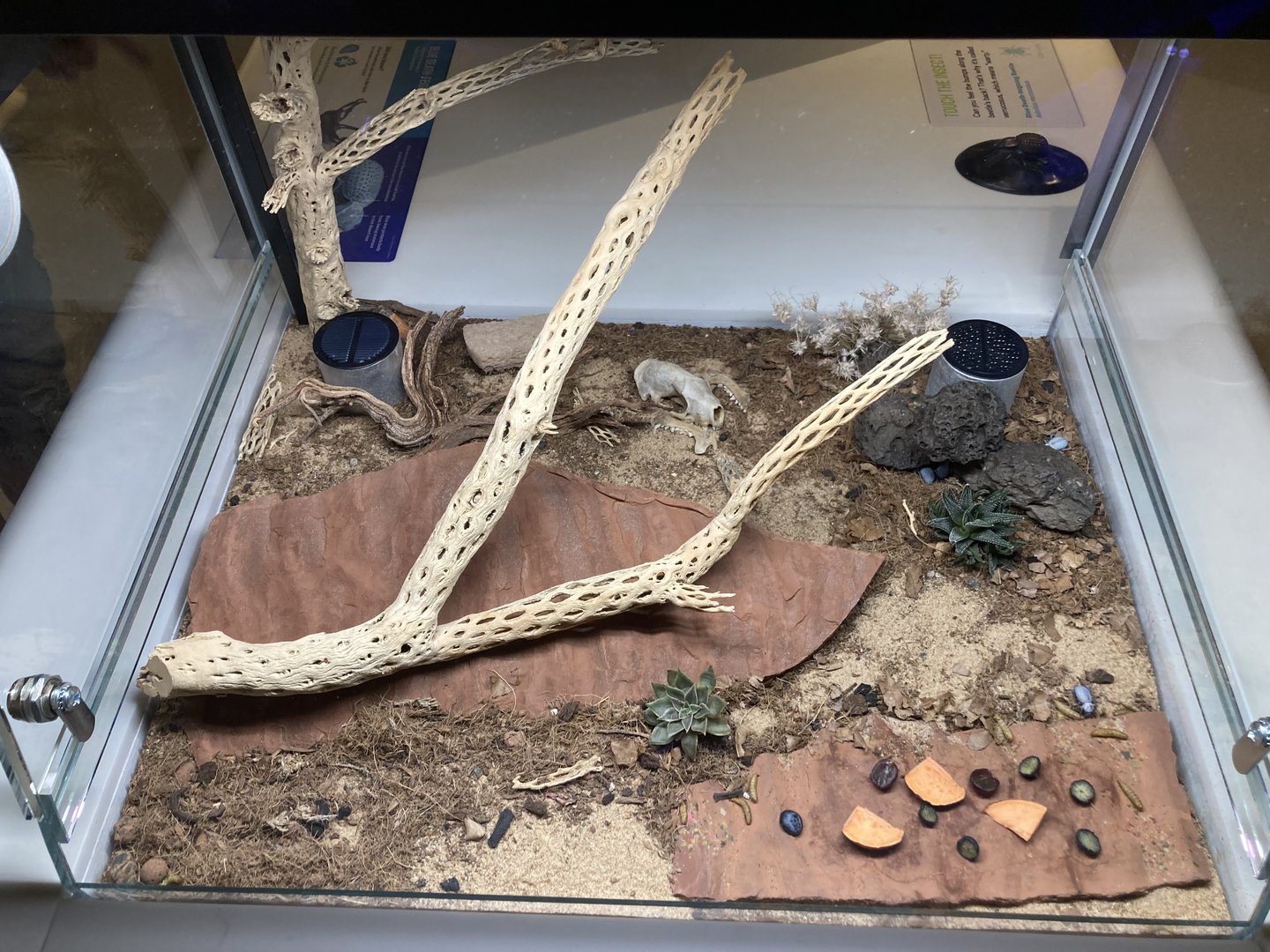 New Insectarium- Blue Death Feigning Beetle Exhibit