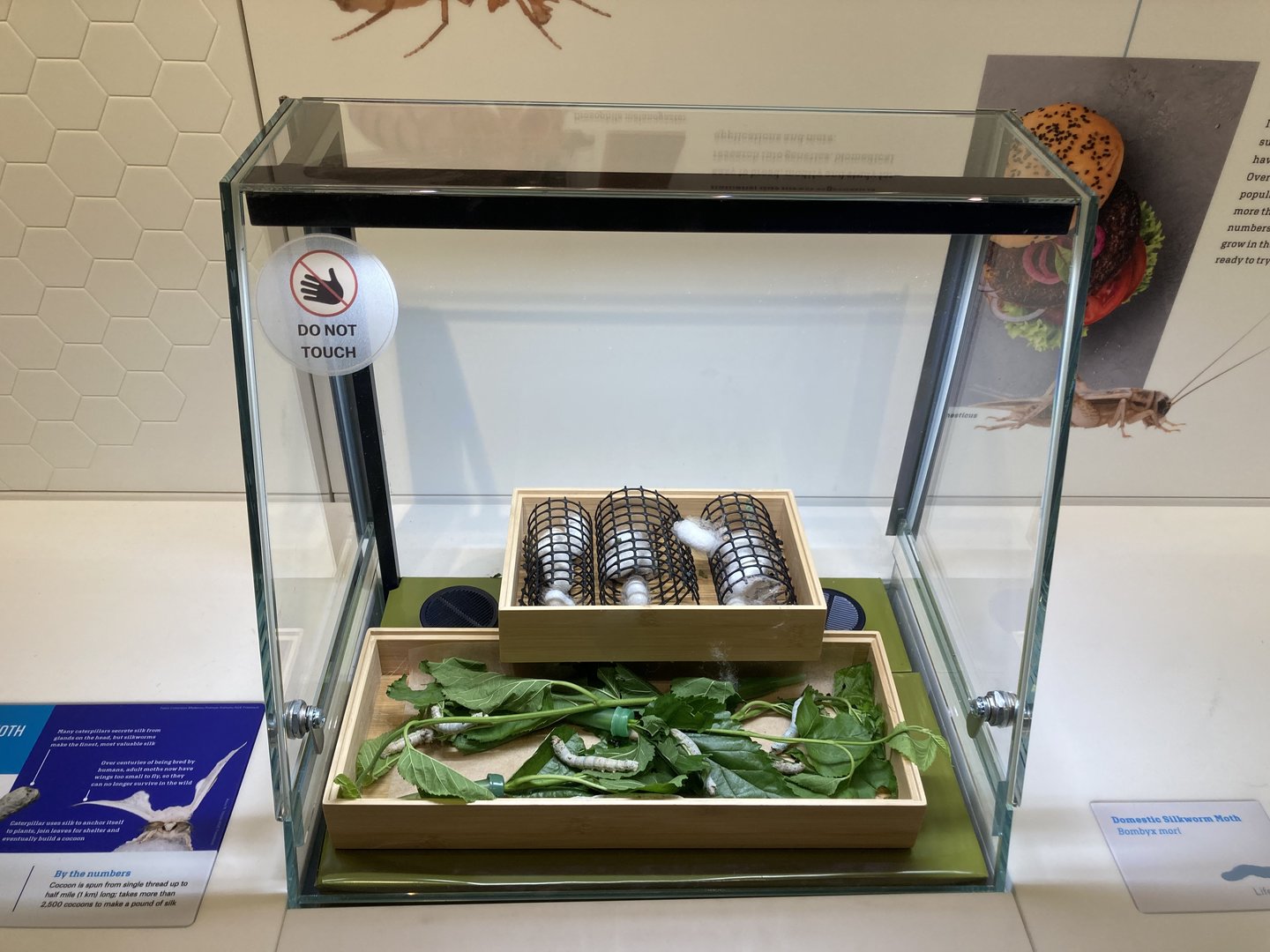 New Insectarium- Domestic Silk Worm Moth Exhibit