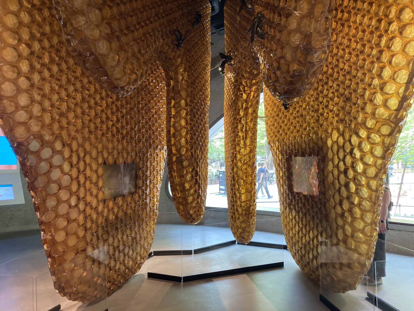New Insectarium- Giant Honeycomb