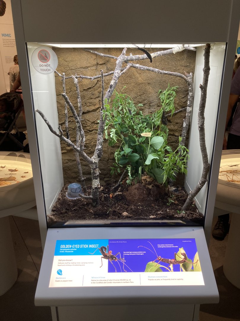 New Insectarium- Golden Eyed Stick Insect Exhibit