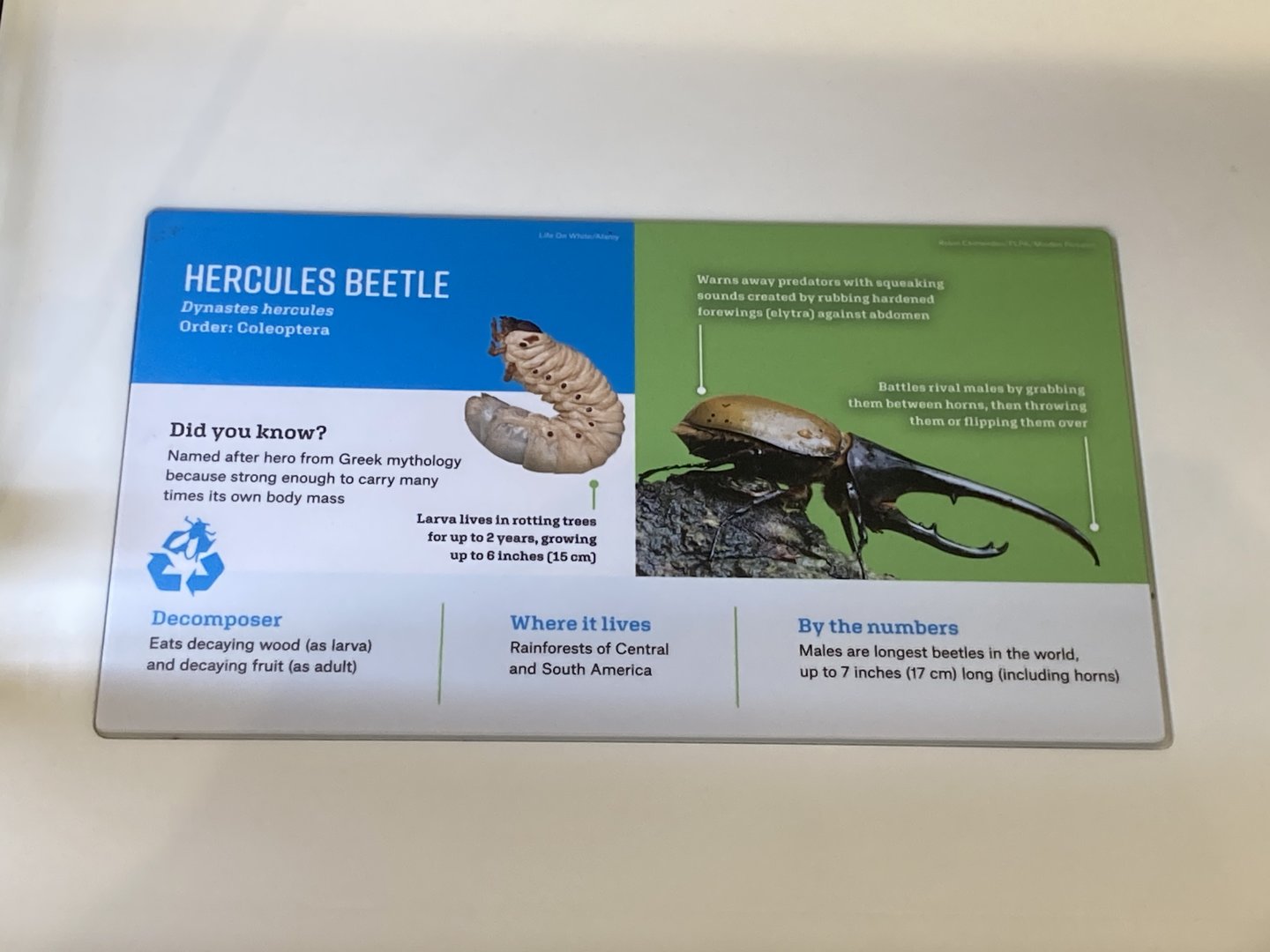 New Insectarium- Hercules Beetle Signage
