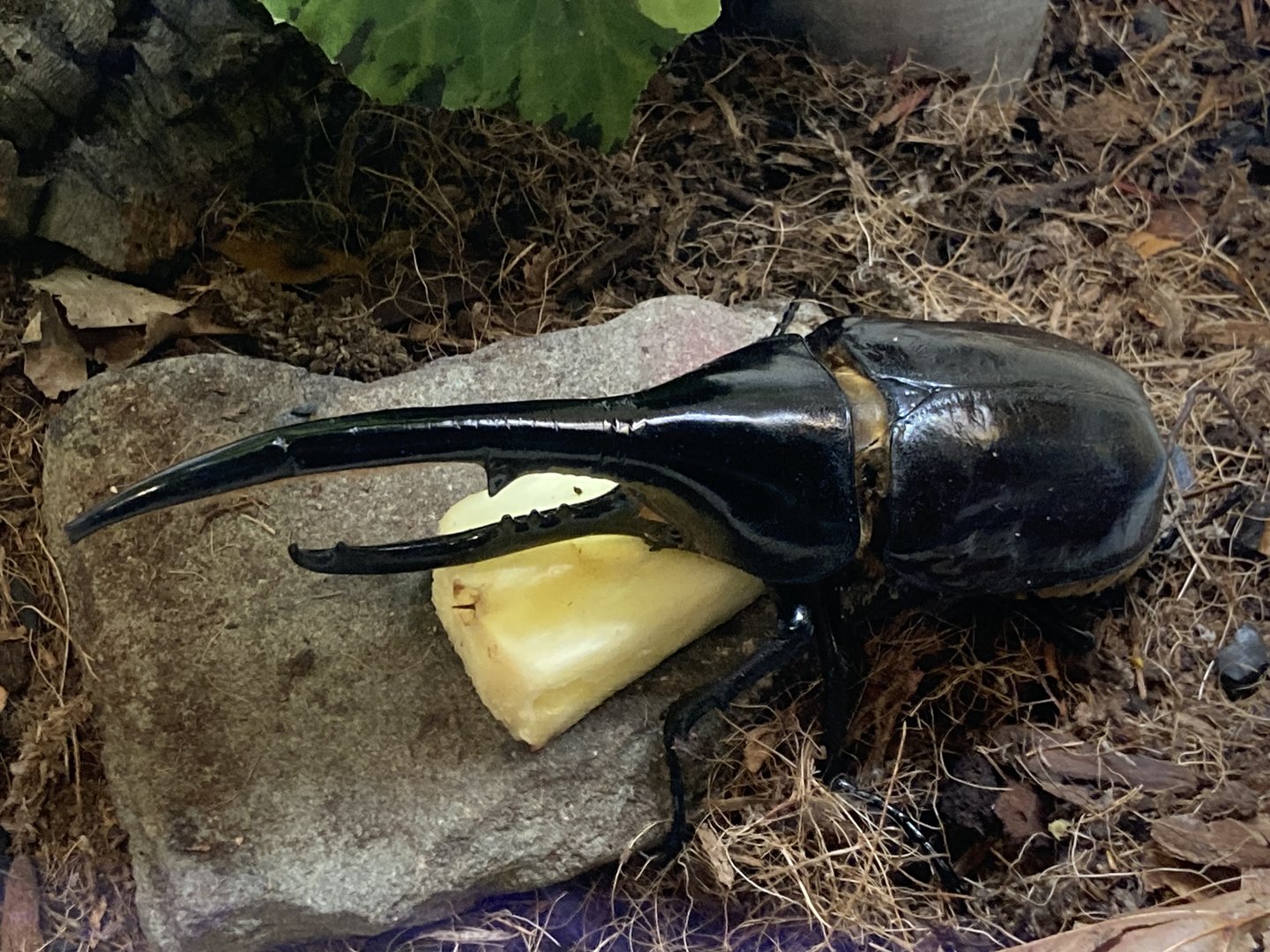 New Insectarium- Hercules Beetle