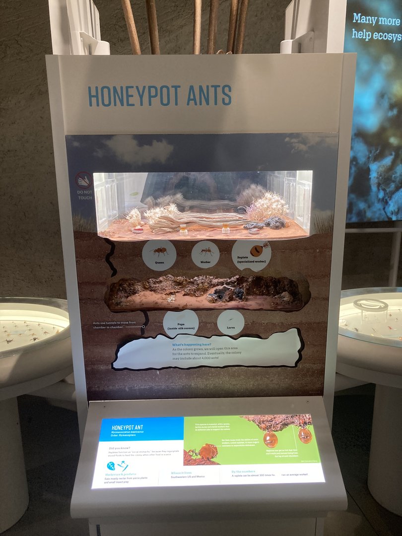 New Insectarium- Honeypot Ant Exhibit