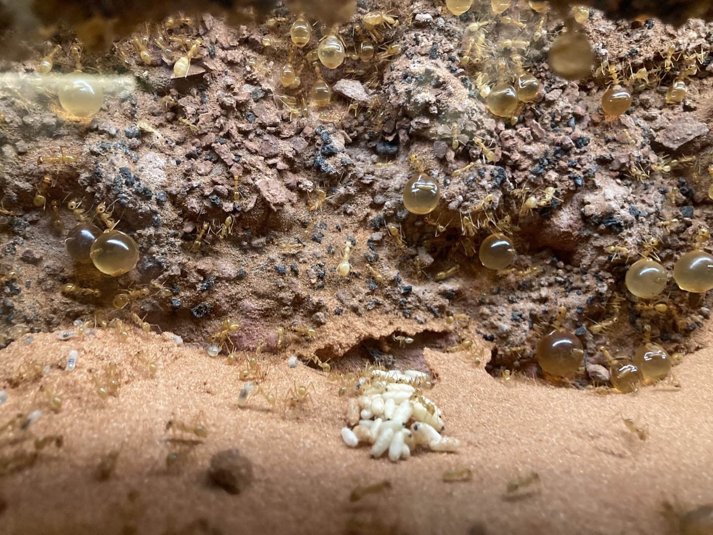 New Insectarium- Honeypot Ants