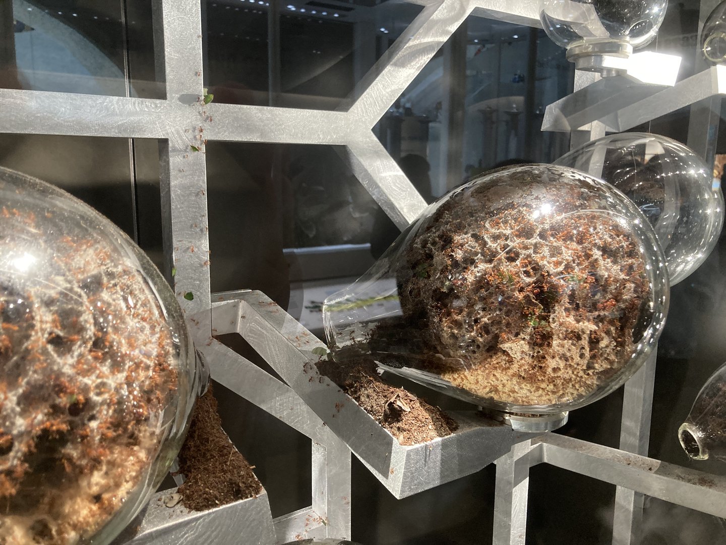 New Insectarium- Leaf Cutter Ant Fungal Chamber Example