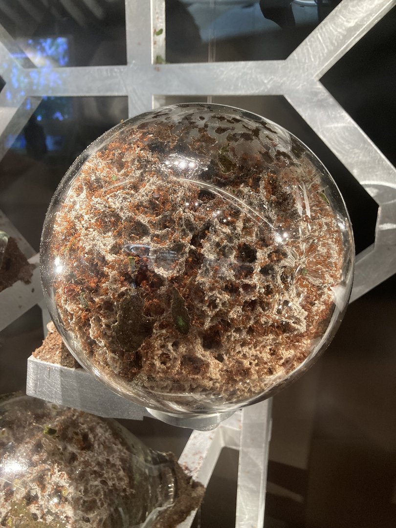 New Insectarium- Leaf Cutter Ant Fungal Chamber