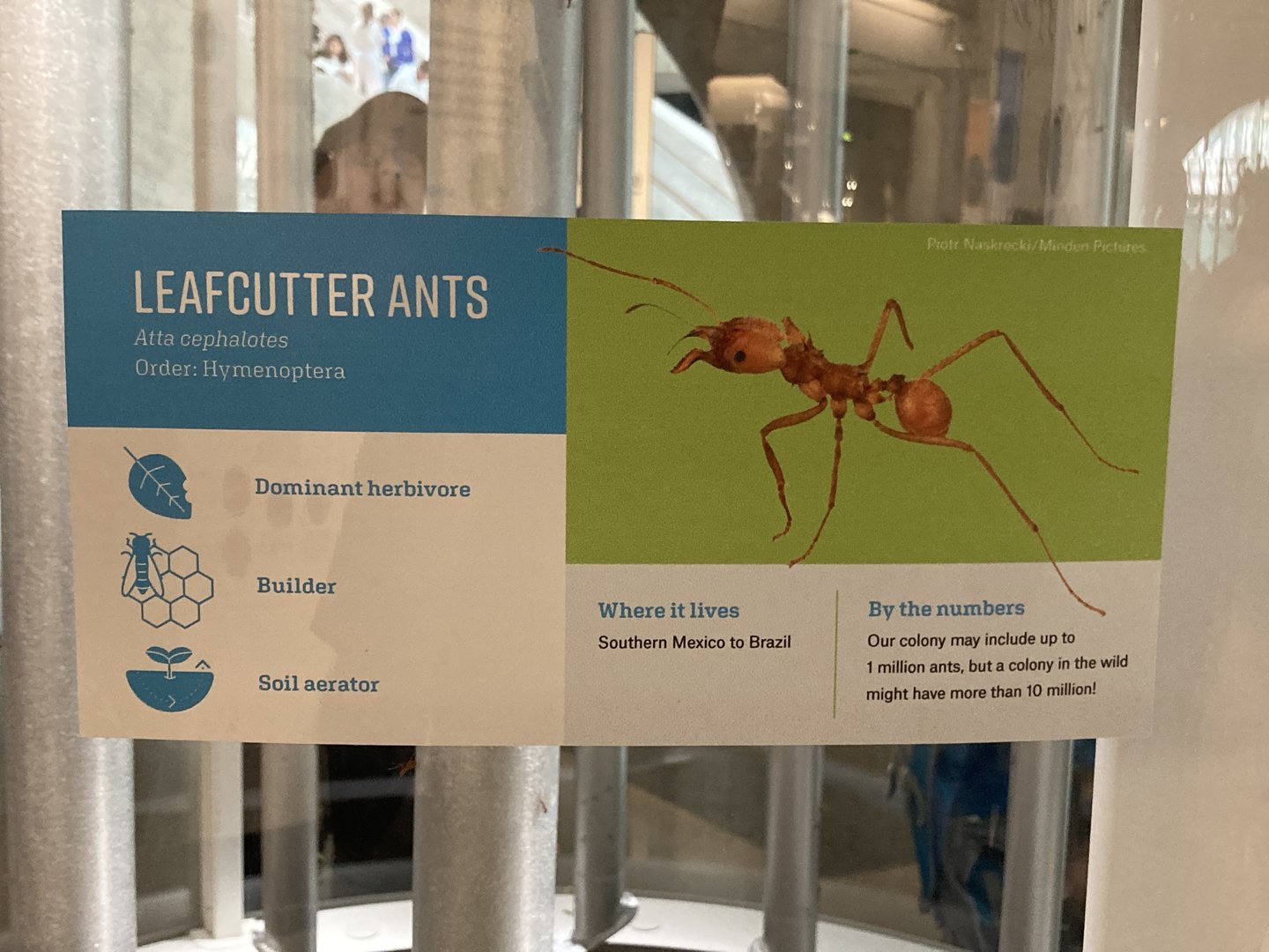 New Insectarium- Leaf Cutter Ant Signage