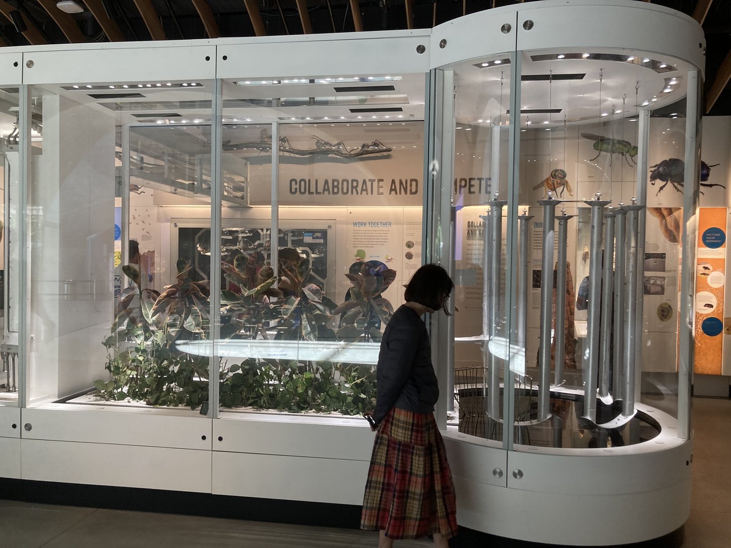 New Insectarium- Part of Leaf Cutter Ant Display