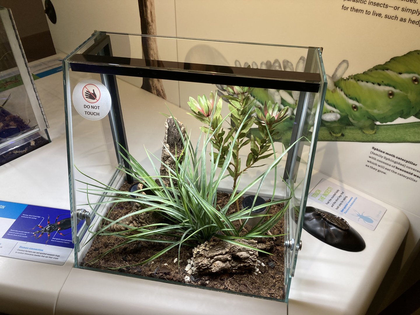 New Insectarium- Red Spotted Assassin Bug Exhibit