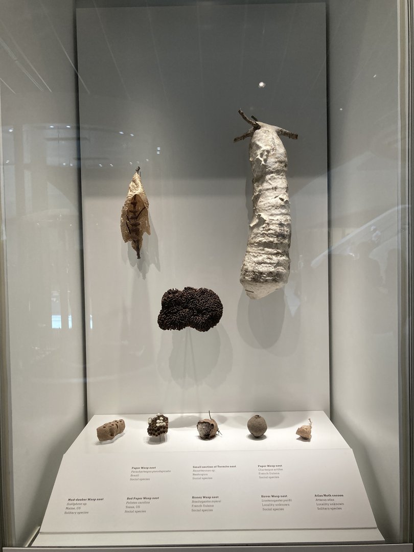 New Insectarium- Structures Built by Insects