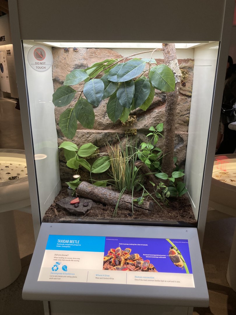 New Insectarium- Taxicab Beetle Exhibit