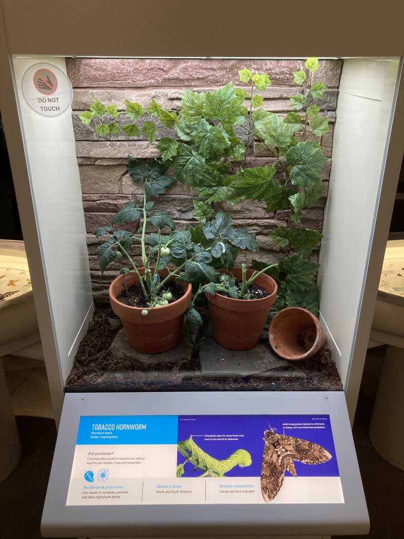 New Insectarium- Tobacco Hornworm Exhibit