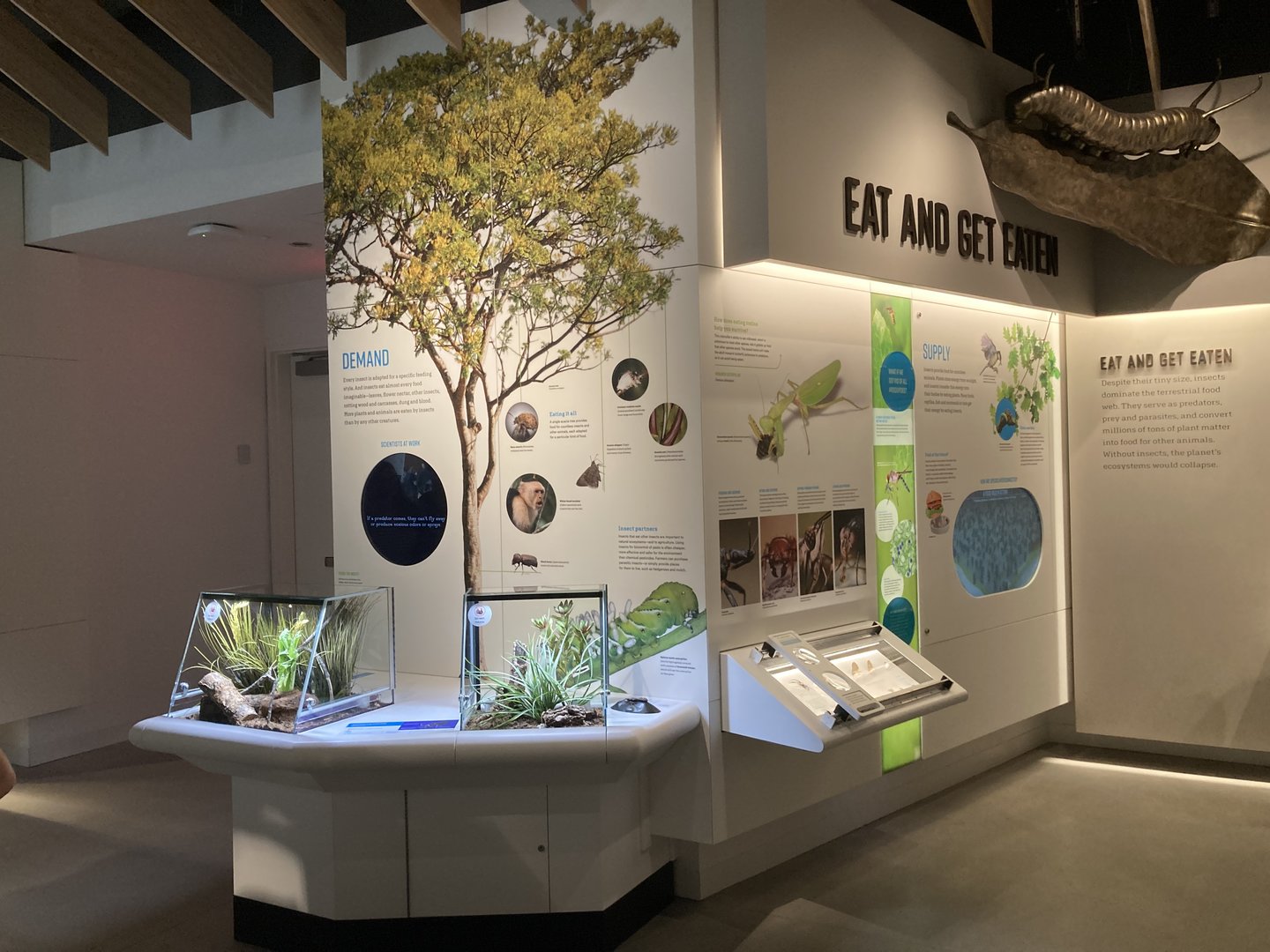 New Insectarium- Wall Example