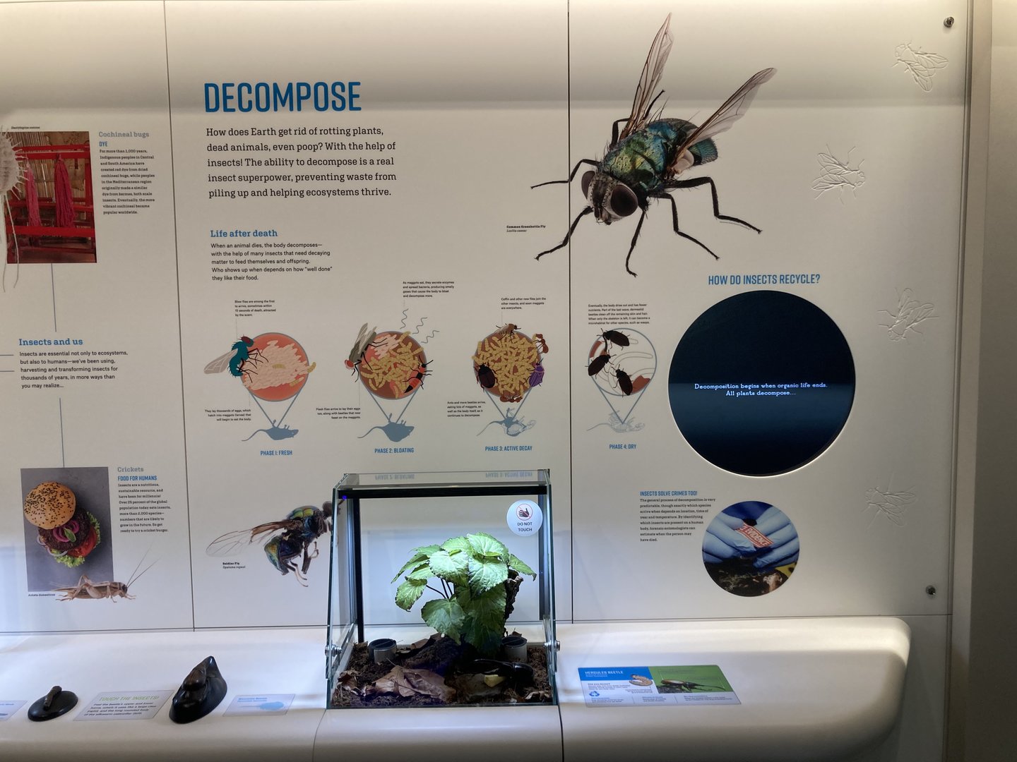 New Insectarium- Wall Example