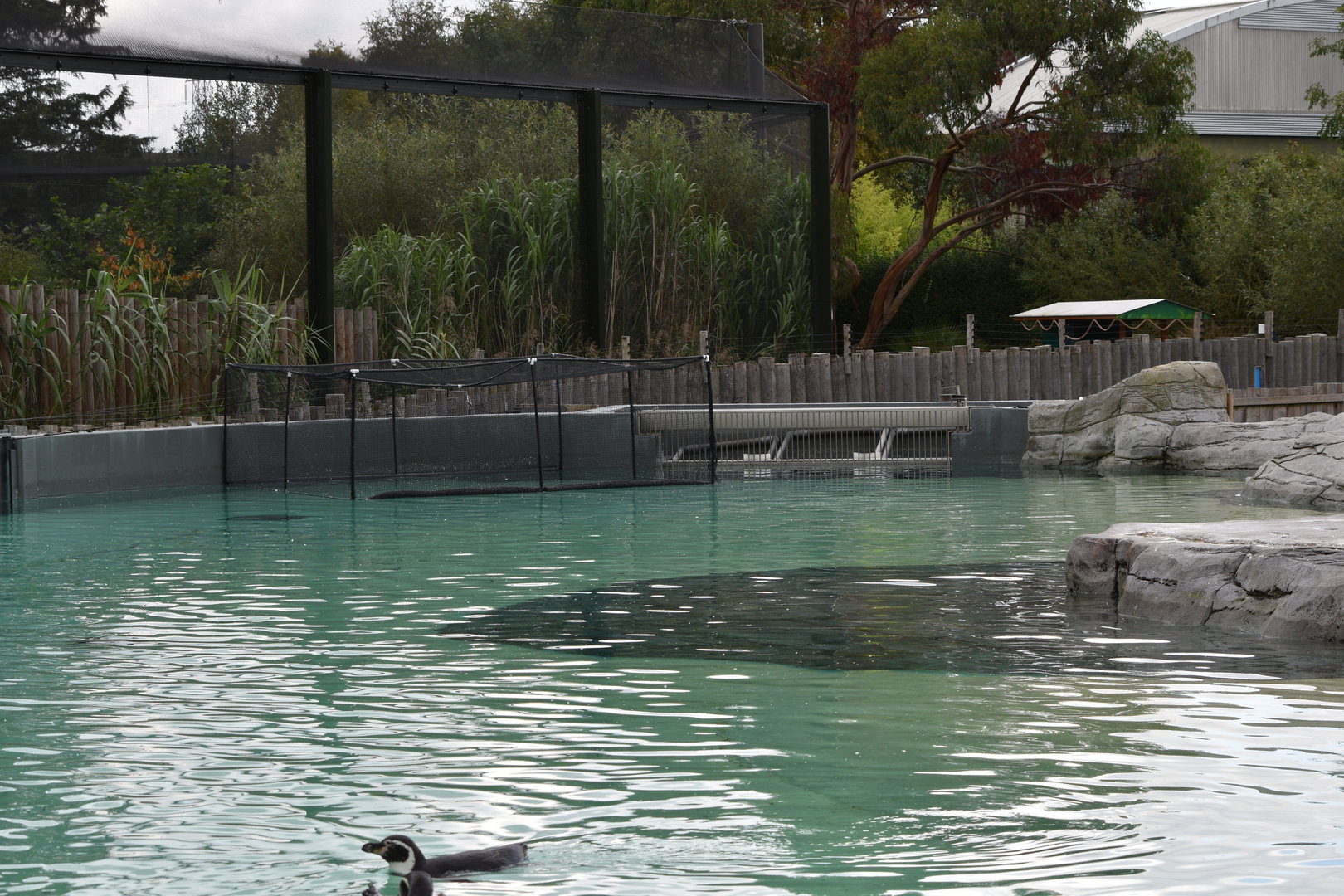 New Installation in Humboldt Penguin enclosure