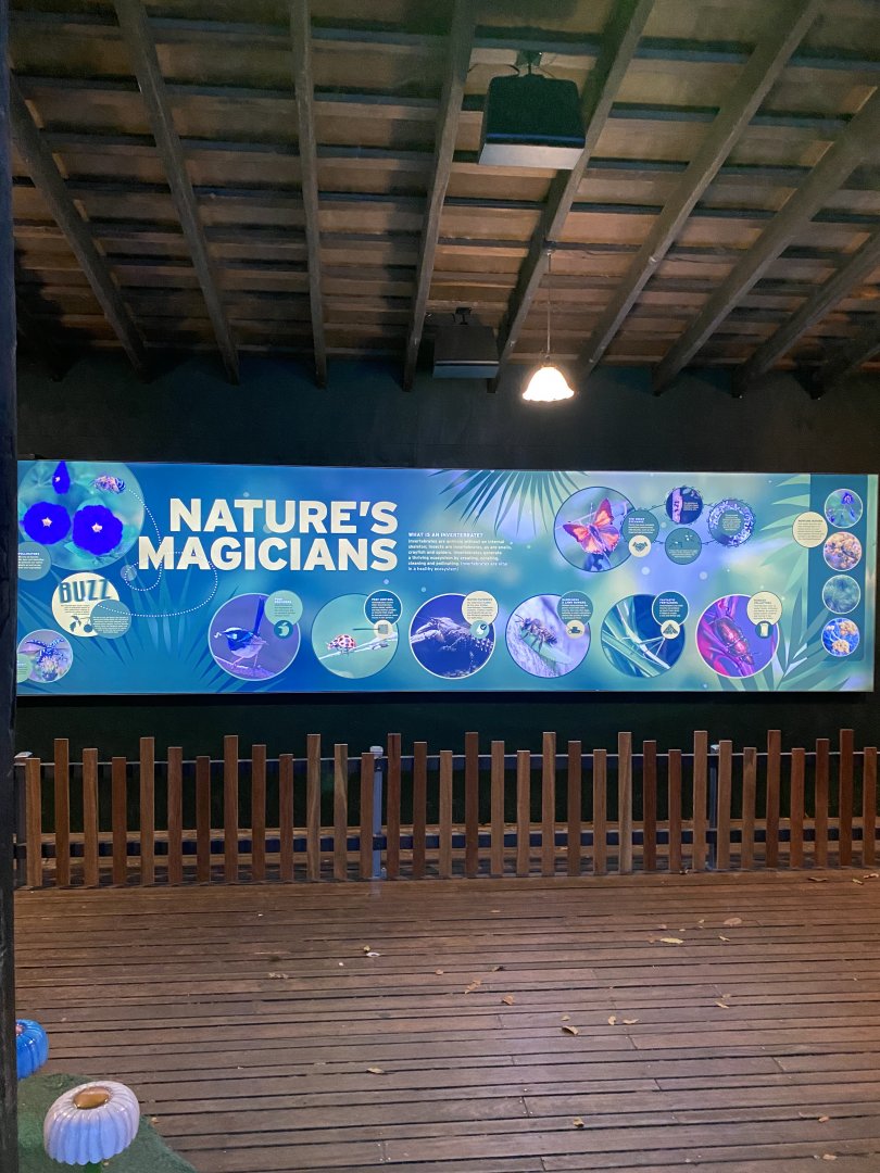 New invertebrate display