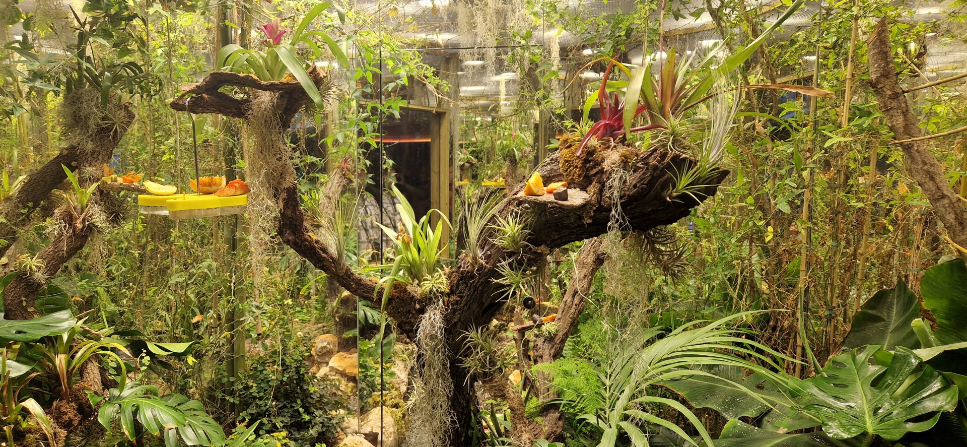 New invertebrate house, Butterfly farm