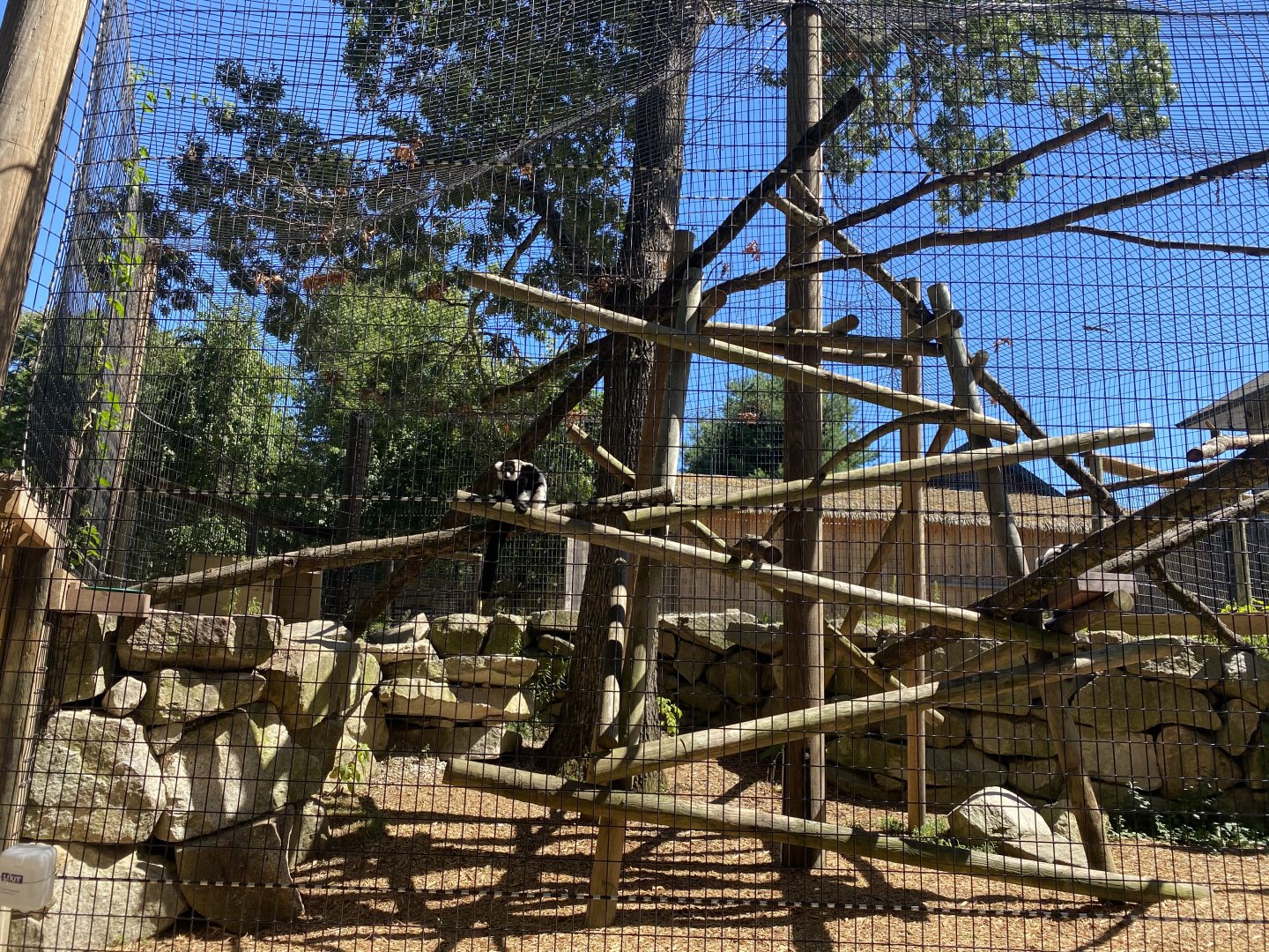 New(ish) black and white ruffed lemur enclosure