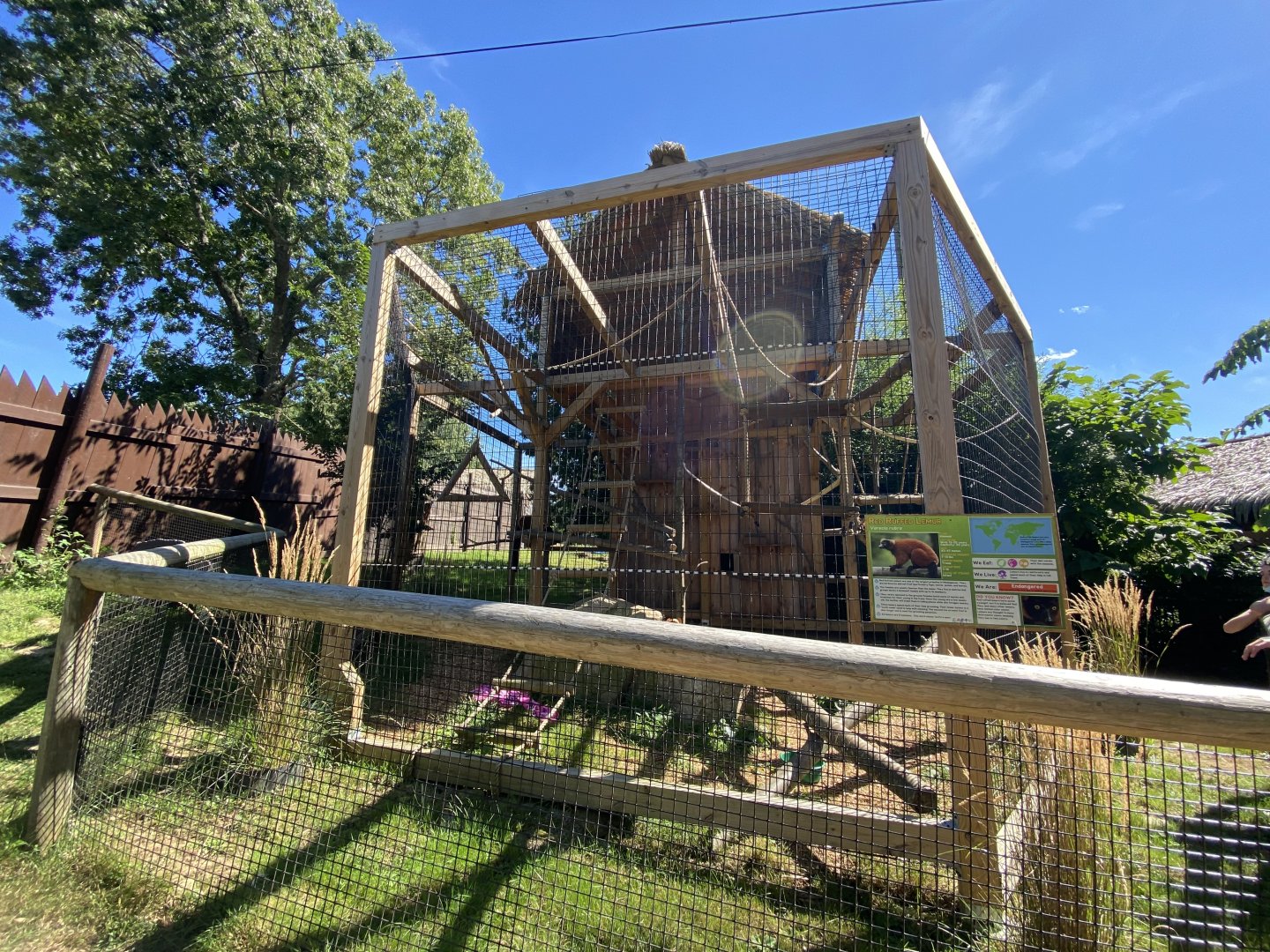 New(ish) red ruffed lemur enclosure