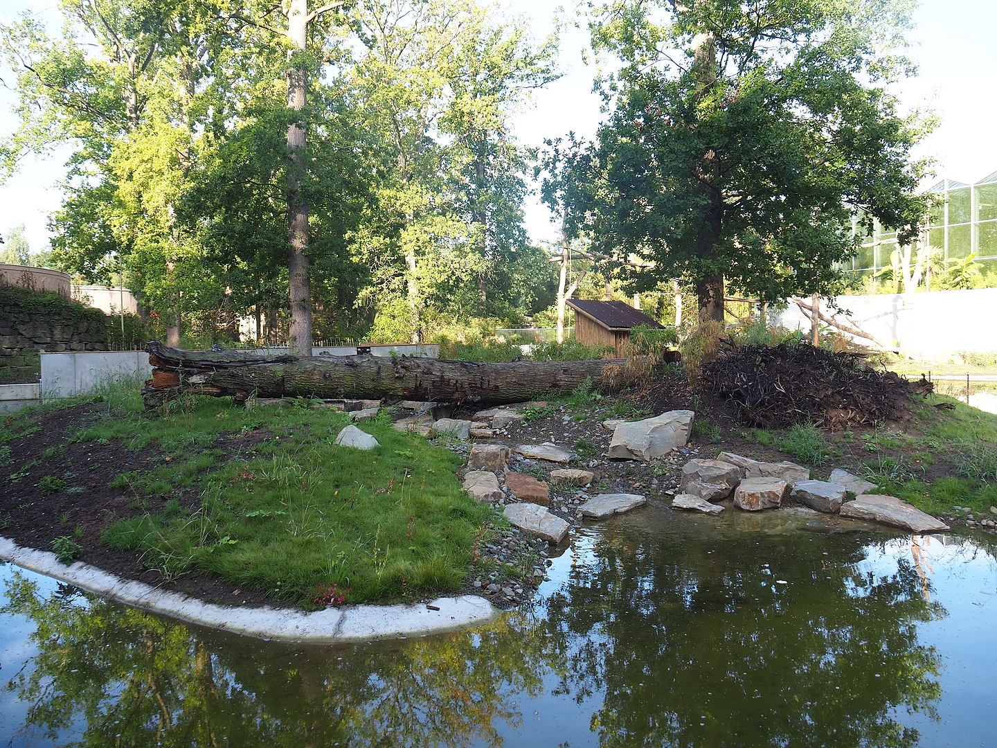 New island housing Reeves's muntjacs (Possible future Red panda or Sulawesi crested macaque island), 2022-09-12