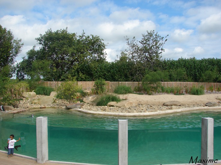 New jackass penguin exhibit