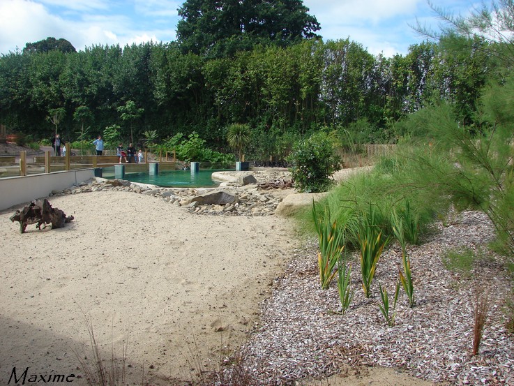 New jackass penguin exhibit