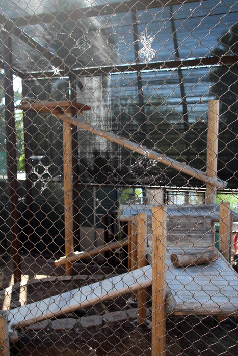 new jaguar exhibit (bad)