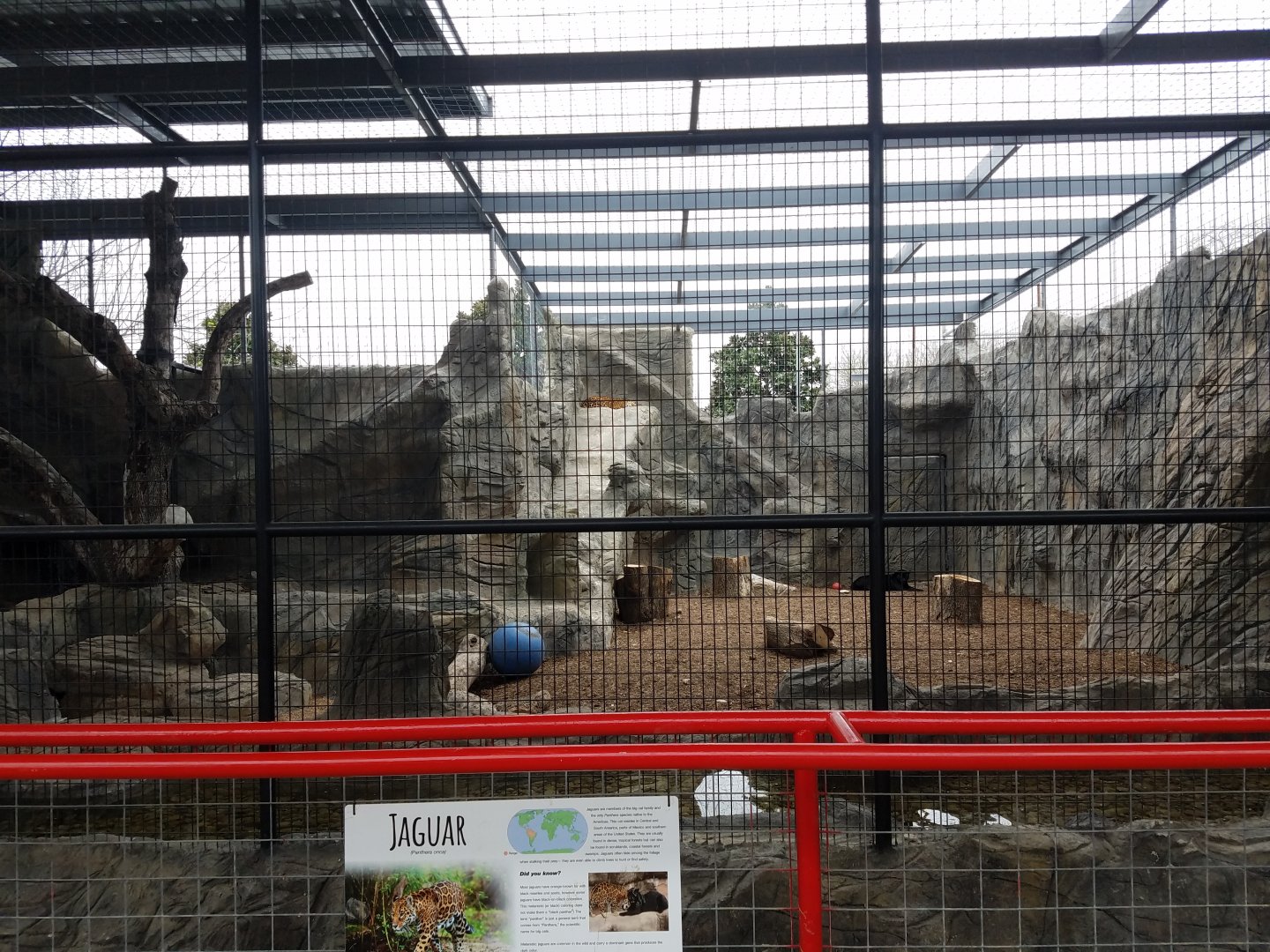 New Jaguar Exhibit