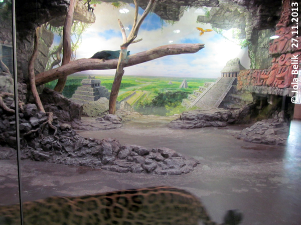 New Jaguar House at Zoo Hellbrunn Salzburg