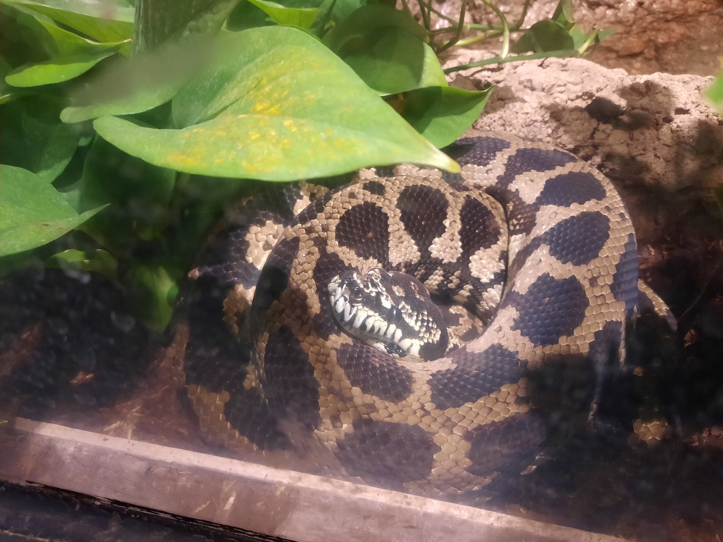 [NEW] Jungle Carpet Python- Lower Forest